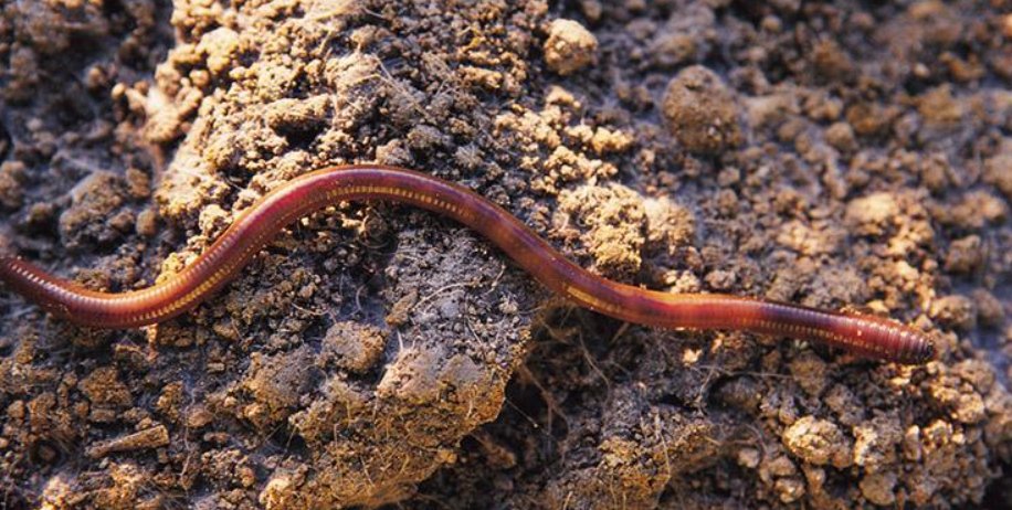 蚯蚓有毒吗