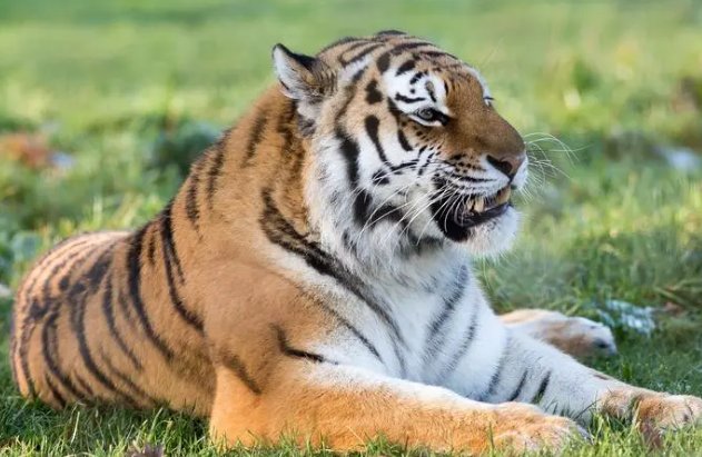 虎虎生威打一动物生肖