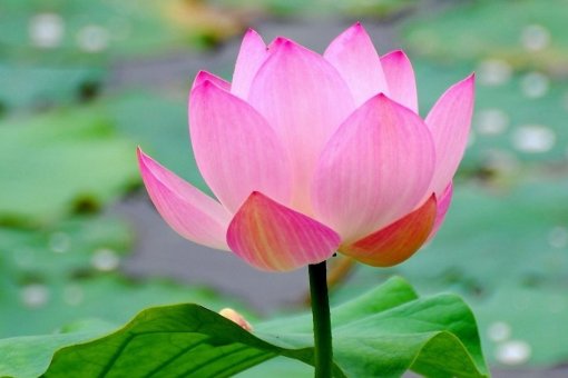 花中君子的意思是什么？