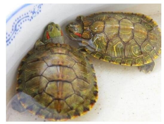 歇后语坛子里养乌龟下一句是什么