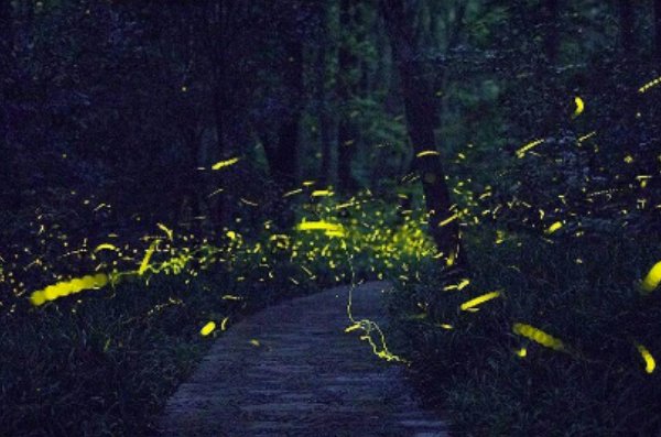 仲夏之夜什么意思