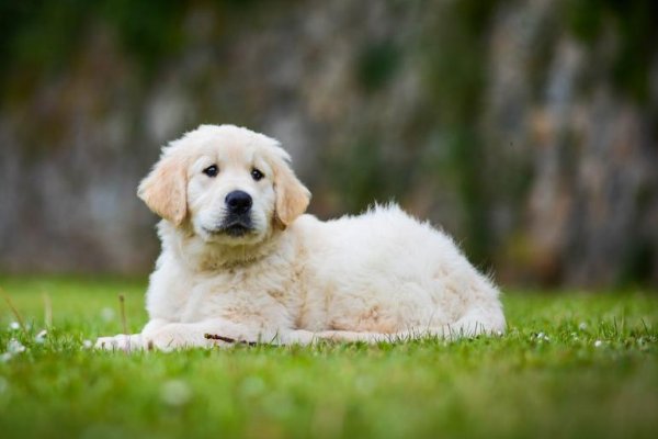 小狗学叫的四种结局怎么写?