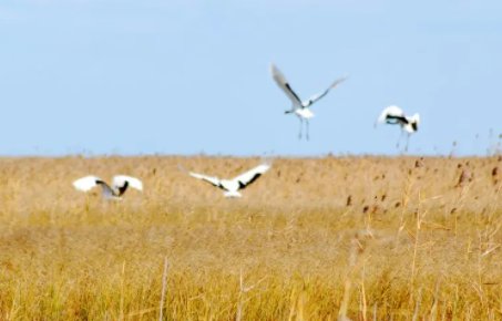 我省多处湿地发现多种候鸟身影，有哪些候鸟迁徙不经过中国？