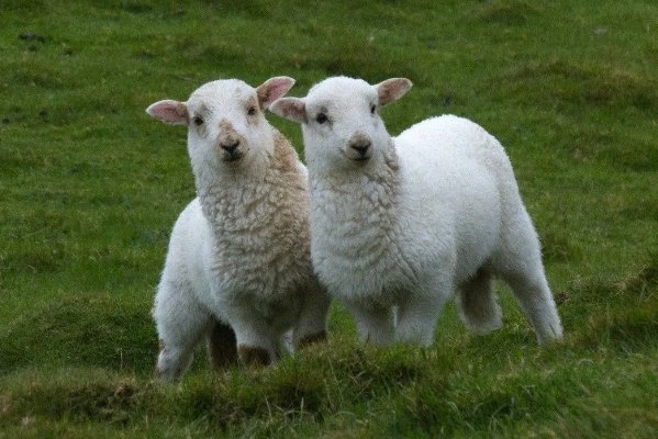 头撞南墙打一动物生肖