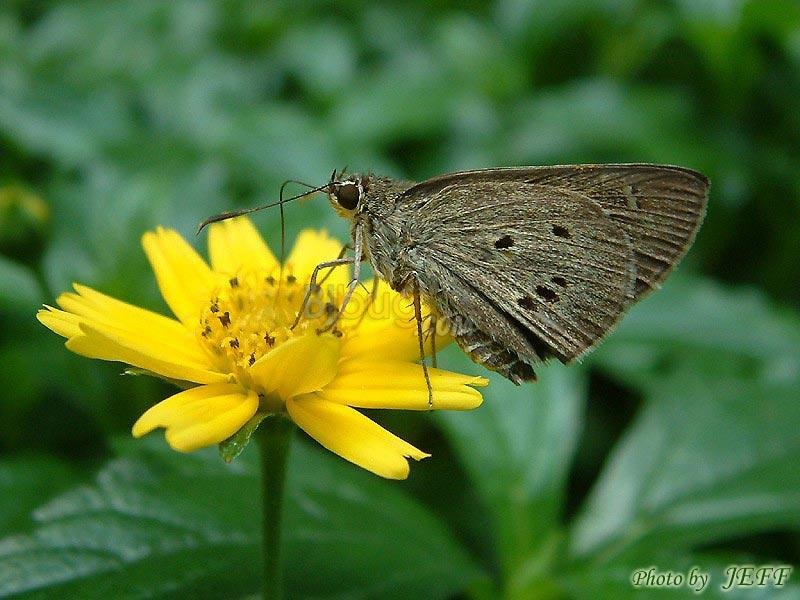 弄蝶科的生长习性