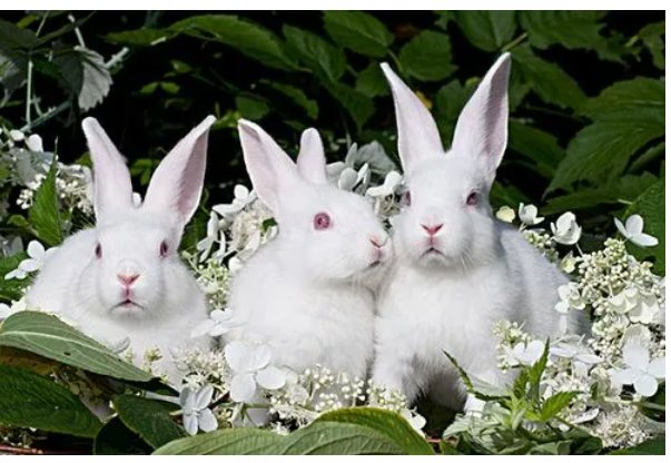 生龙活虎是什么生肖