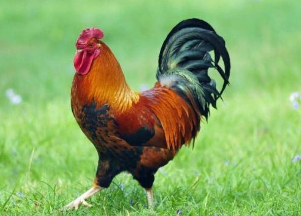 白板天孑什么动物