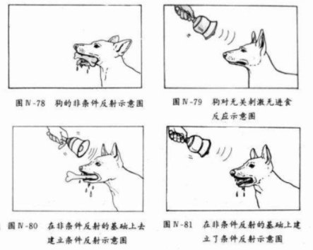 斯金纳操作条件作用学习理论中“泛化”和“分化”的区别是什么？