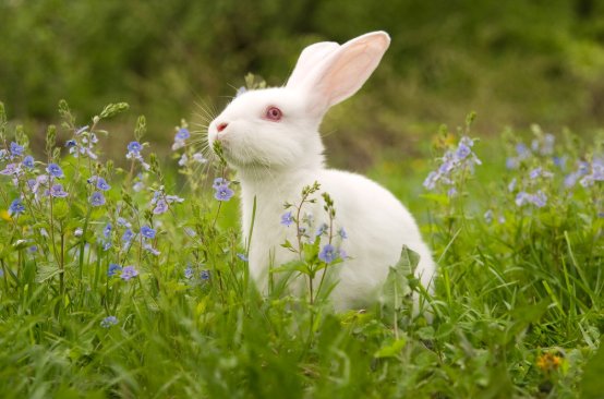 兔子的拼音怎么写