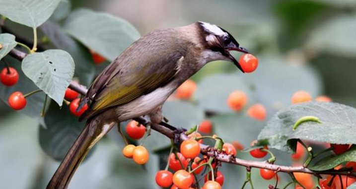 植物传播方法100种短句
