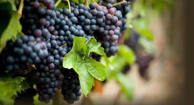 意大利复古葡萄成熟期是什么呢？