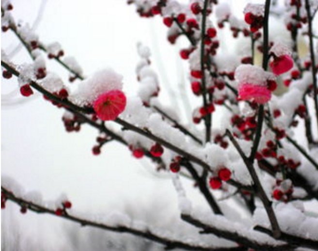 “国际梅花协会”是什么组织？