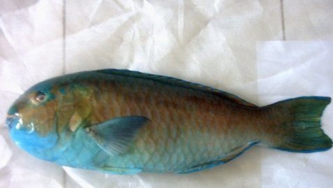 青衣鱼是什么意思