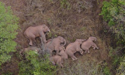 离群公象跑进村民家，躲在屋檐下呼呼大睡，大象的生活习性是怎样的？
