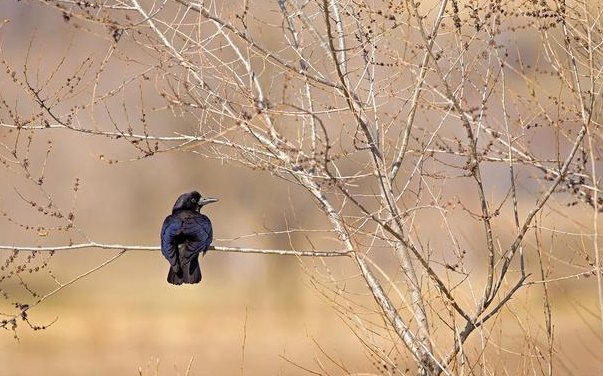 《天净沙，秋思》中，“昏鸦”指的是什么情况？