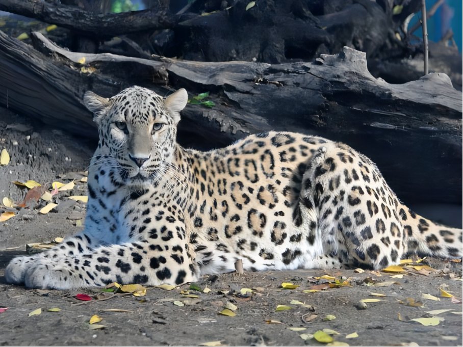 十大最强豹子排名