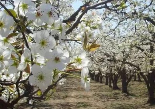 一朵梨花压海棠出自哪首古诗？