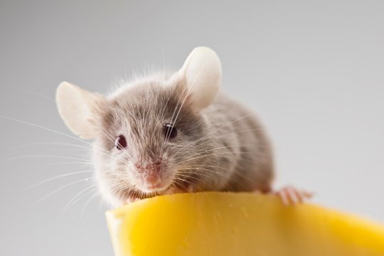 十二生肖冬至的动物