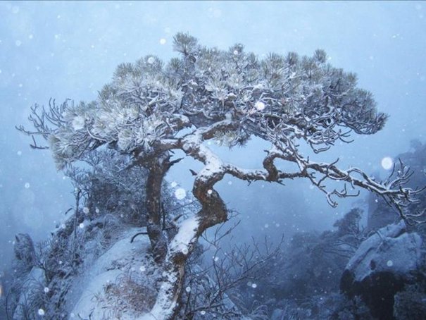 寒松赋原文及翻译注解