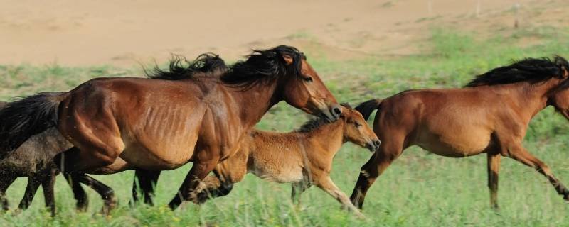 尔虞我诈打一动物