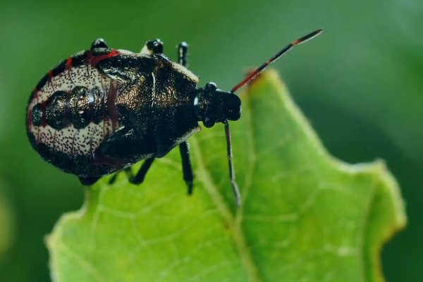 桃树病虫害的图片及防治方法