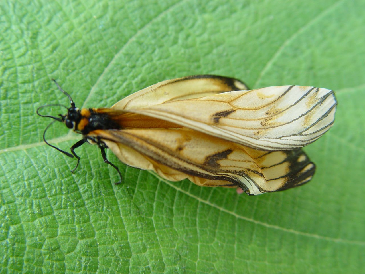 珍蝶科的生活习性