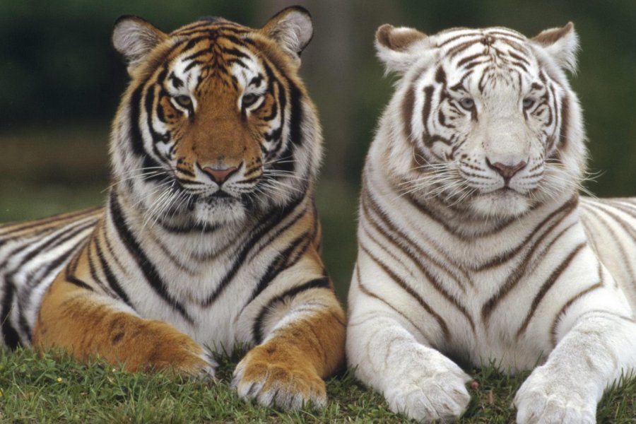 极目四望是什么生肖