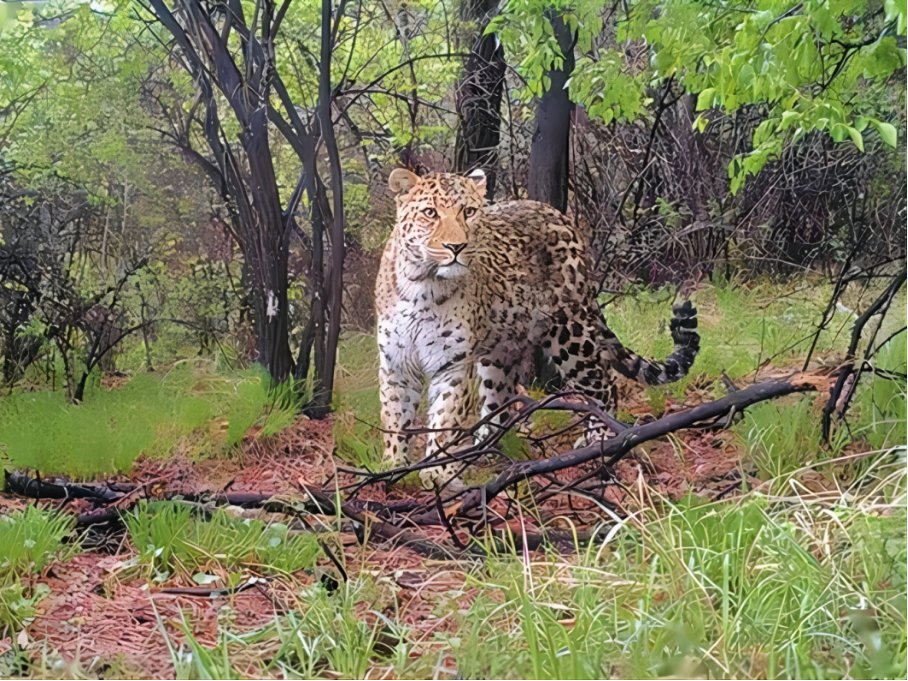 十大最强豹子排名
