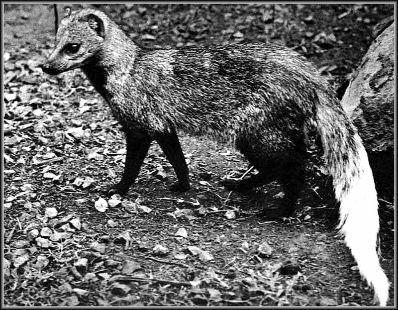 红颊獴的形态特征