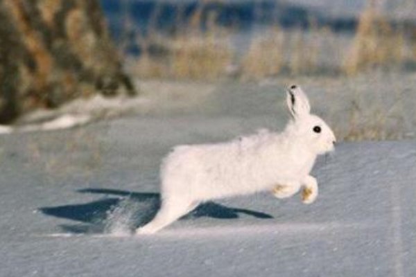 脱兔是指什么意思