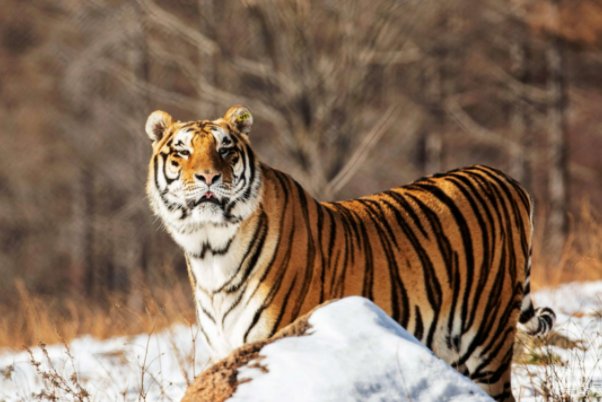 昆山片玉打一生肖