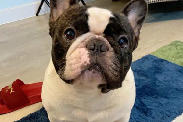 狗狗高贵洋气的名字