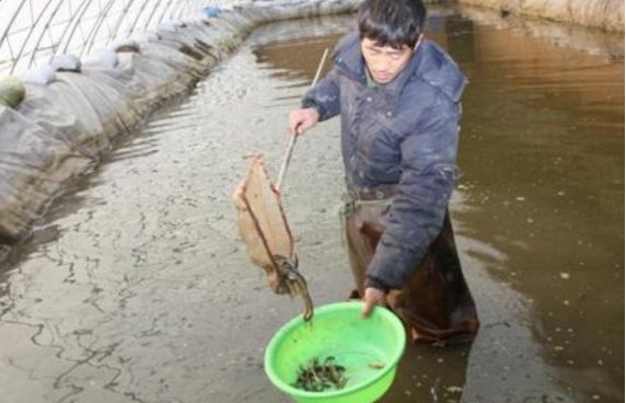 一亩地可养多少斤泥鳅苗
