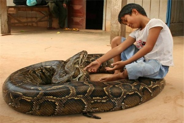 蟒蛇为什么要吃人呢
