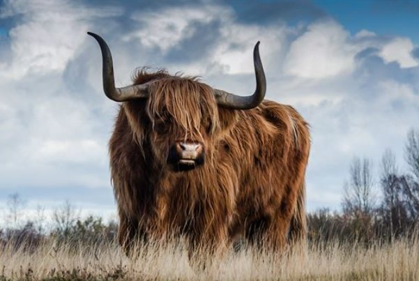 白首无一成打一生肖