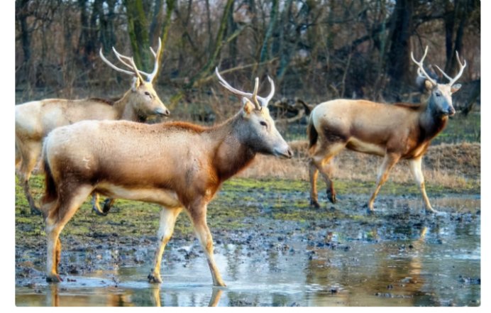 四不像哪四不像