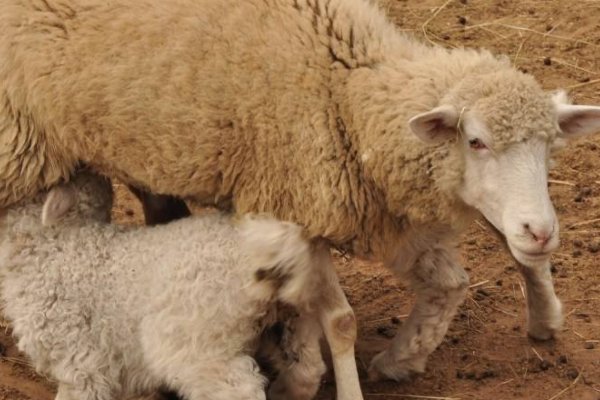 小羊跪下吃奶是什么成语