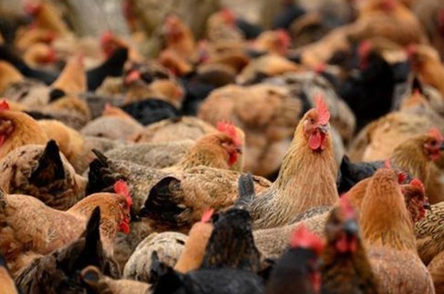 貌不惊人的意思打一生肖