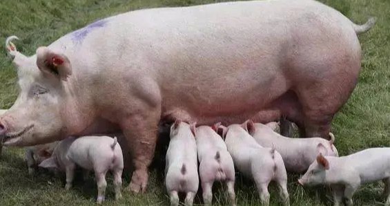 俄罗斯猪为什么叫ZooM动物