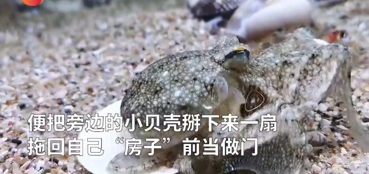 章鱼哥成精了，拆贝壳当房门这是为什么？