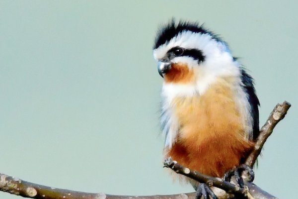 1980美式保罗与雪莉区别