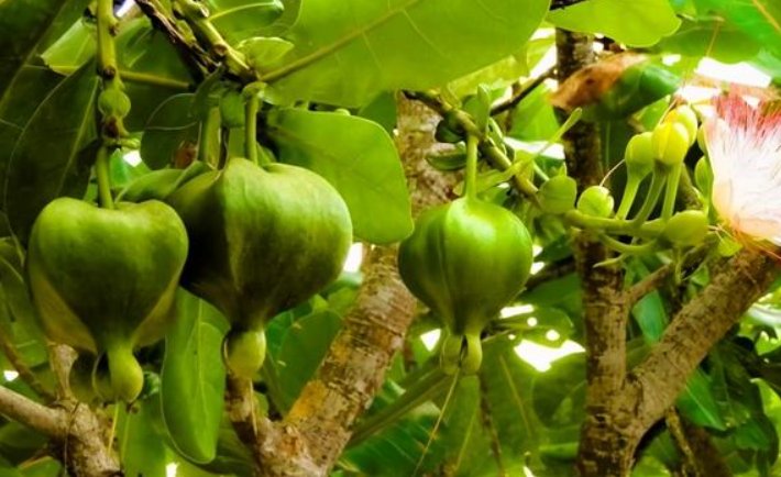 植物传播方法100种短句