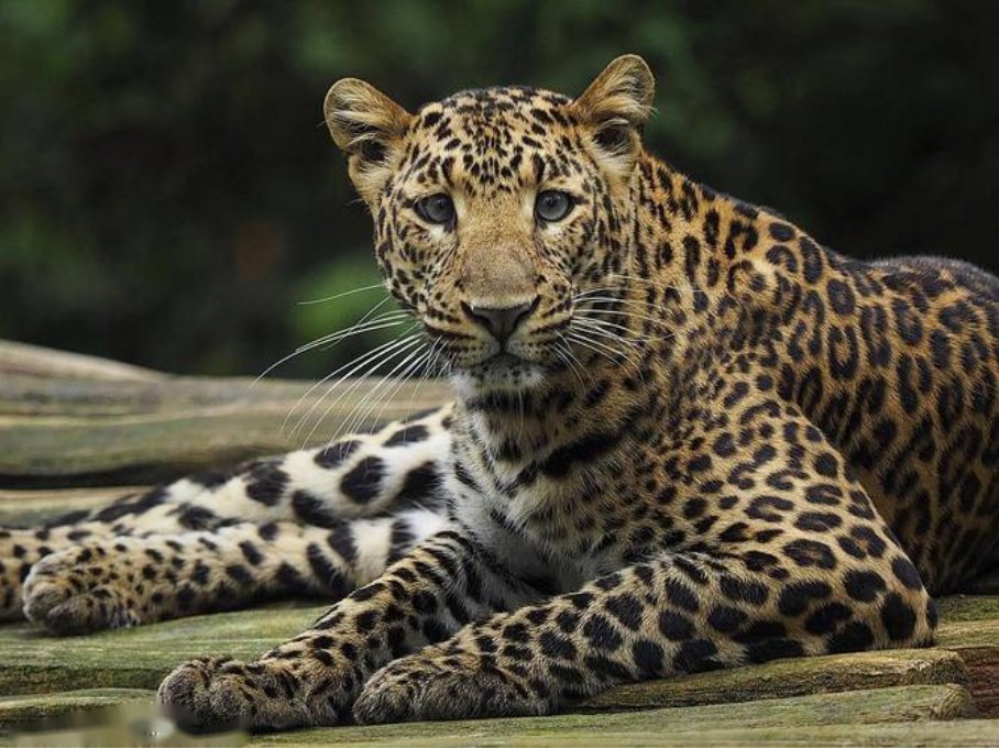 十大最强豹子排名