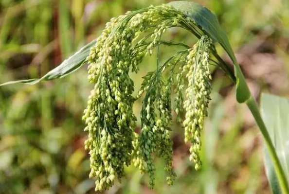 请问，黍拼音怎么拼？