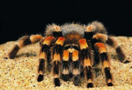 云南十大最毒虫子