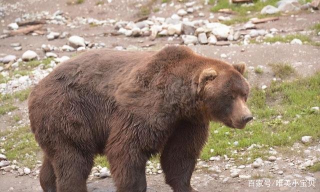 他与熊生活11年，最后却成熊的盘中餐，生前6分钟录音为何禁播？