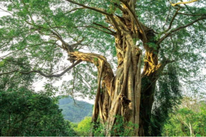 banyan tree怎么读