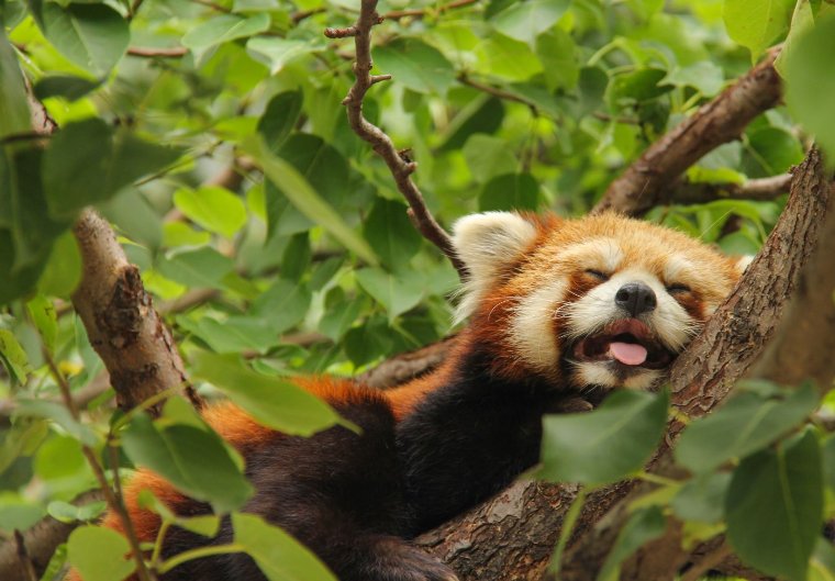 道路传闻打一动物是什么