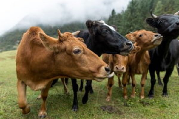 事无大小是什么肖