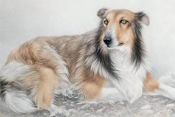 四双红梅代表什么生肖